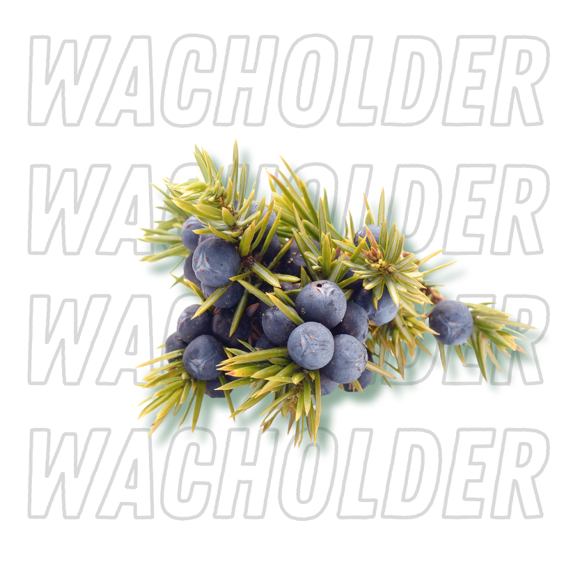 Wacholder
